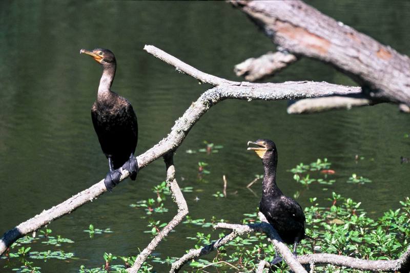 Double-crested Cormorant pair (Phalacrocorax auritus) {!--쌍뿔가마우지-->; DISPLAY FULL IMAGE.