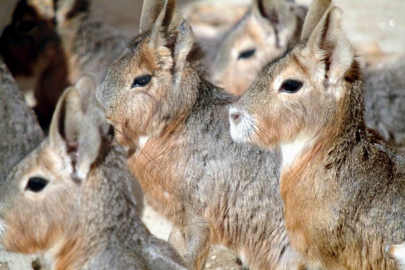 Patagonian Mara (Dolichotis patagonum); DISPLAY FULL IMAGE.