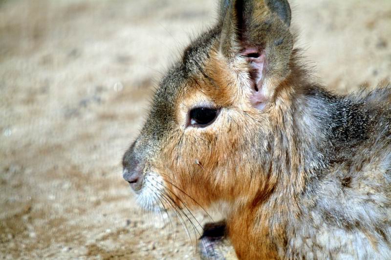 Patagonian Mara (Dolichotis patagonum); DISPLAY FULL IMAGE.