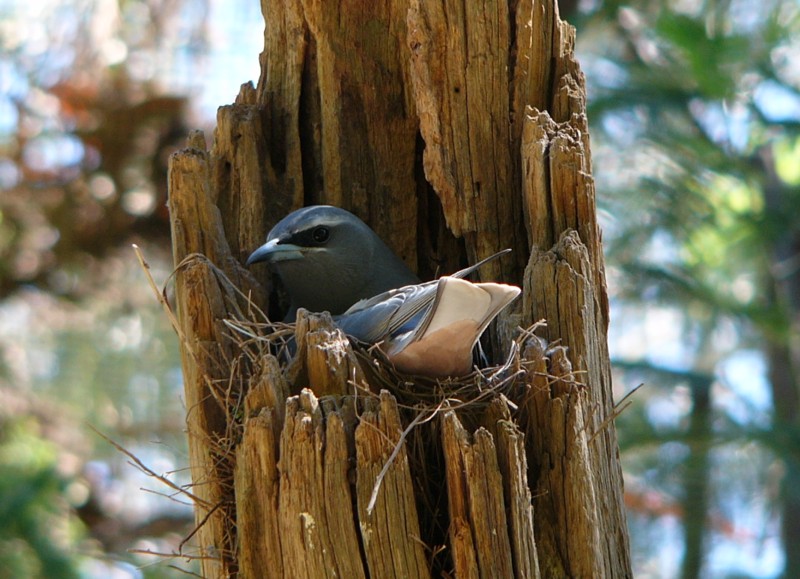 wood swallow; DISPLAY FULL IMAGE.