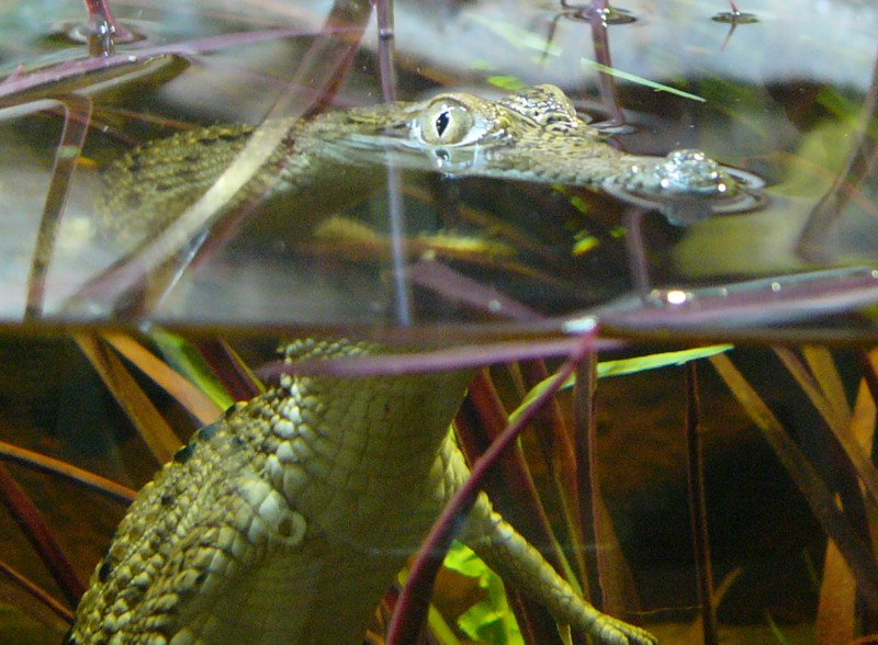 baby crocodile; DISPLAY FULL IMAGE.