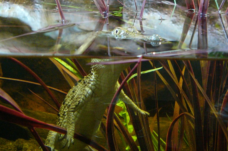 baby crocodile; DISPLAY FULL IMAGE.