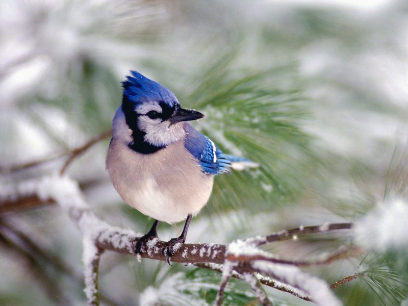 [Daily Photo CD03] Blue Jay; DISPLAY FULL IMAGE.