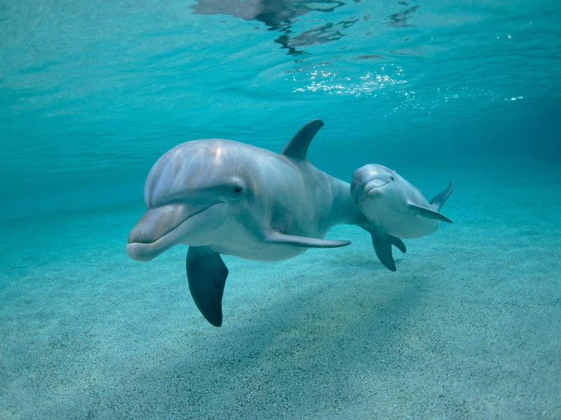 [Daily Photo CD03] Bottlenose Dolphin with calf; DISPLAY FULL IMAGE.
