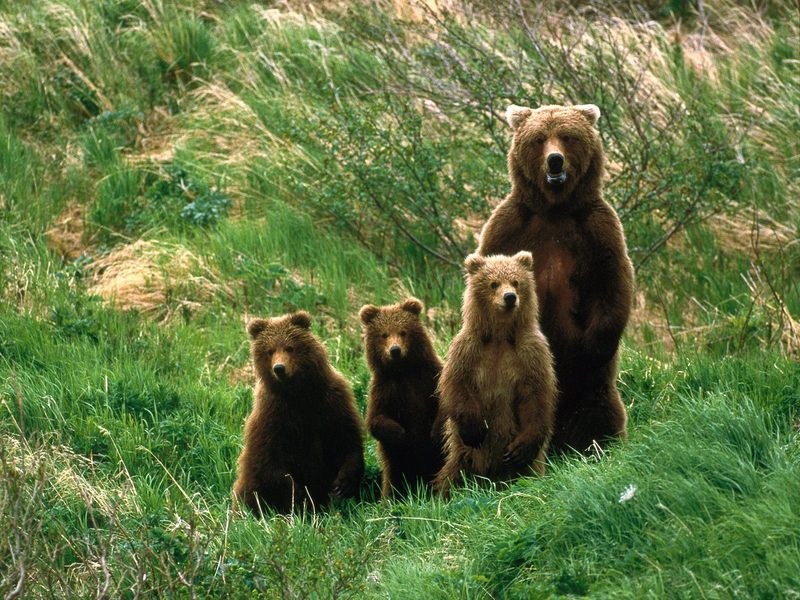 [Daily Photo CD03] Brown Bear Cub Scouts; DISPLAY FULL IMAGE.