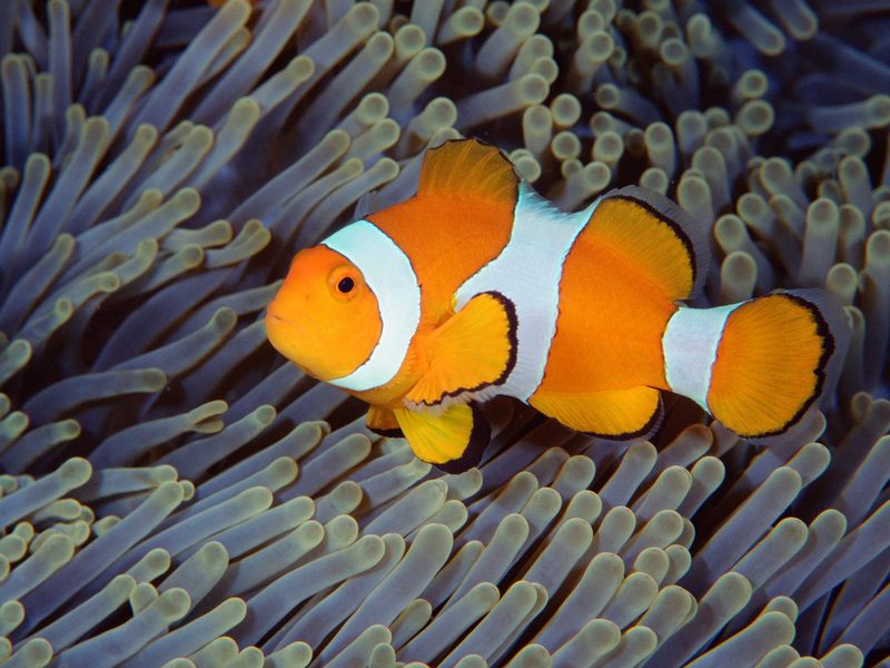 [Daily Photo CD03] False Clown Anemonefish, Bali, Indonesia; DISPLAY FULL IMAGE.