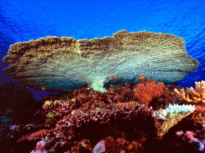 [Daily Photo CD03] Huge Table Coral; DISPLAY FULL IMAGE.