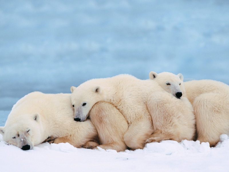 [Daily Photo CD03] Polar Bears, Slumber Party; DISPLAY FULL IMAGE.