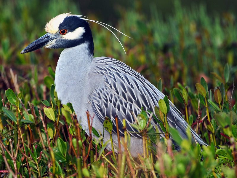 [Daily Photo CD03] Yellow-Crowned Night Heron, Florida; DISPLAY FULL IMAGE.