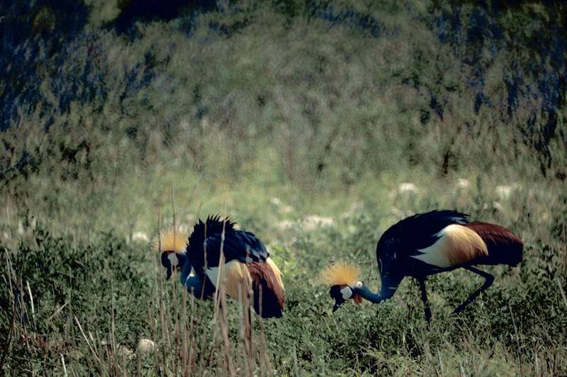 Black Crowned-crane (Balearica pavonina) {!--검정관두루미-->; DISPLAY FULL IMAGE.