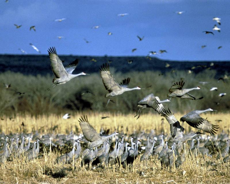 Sandhill Crane (Grus canadensis) {!--캐나다두루미-->; DISPLAY FULL IMAGE.