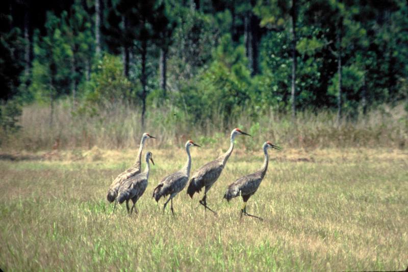 Sandhill Crane (Grus canadensis) {!--캐나다두루미-->; DISPLAY FULL IMAGE.