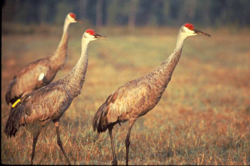 Sandhill Crane (Grus canadensis) {!--캐나다두루미-->; DISPLAY FULL IMAGE.