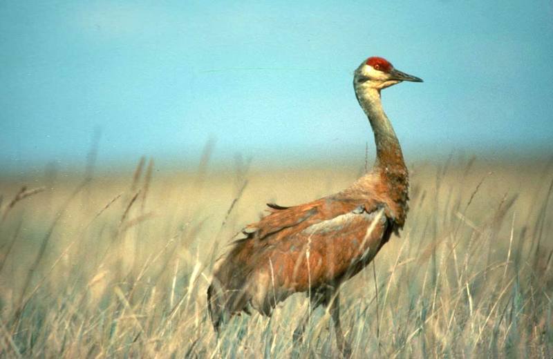 Sandhill Crane (Grus canadensis) {!--캐나다두루미-->; DISPLAY FULL IMAGE.