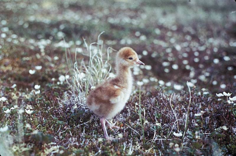 Sandhill Crane chick (Grus canadensis) {!--캐나다두루미-->; DISPLAY FULL IMAGE.