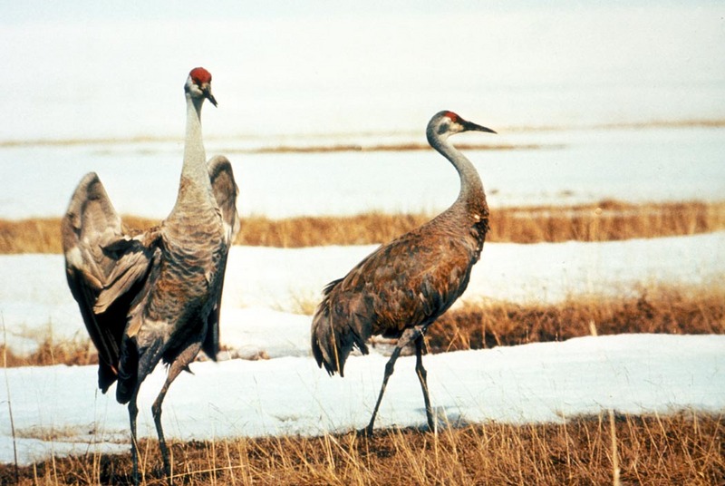 Sandhill Crane pair (Grus canadensis) {!--캐나다두루미-->; DISPLAY FULL IMAGE.