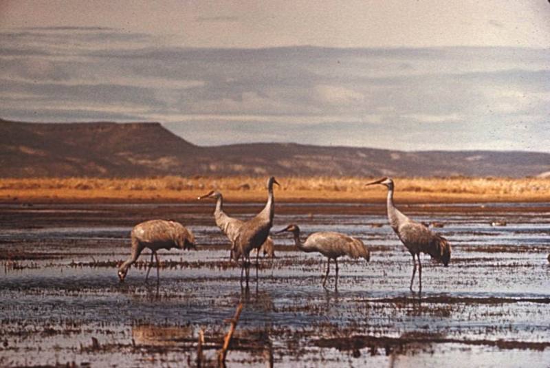 Sandhill Crane group (Grus canadensis) {!--캐나다두루미-->; DISPLAY FULL IMAGE.