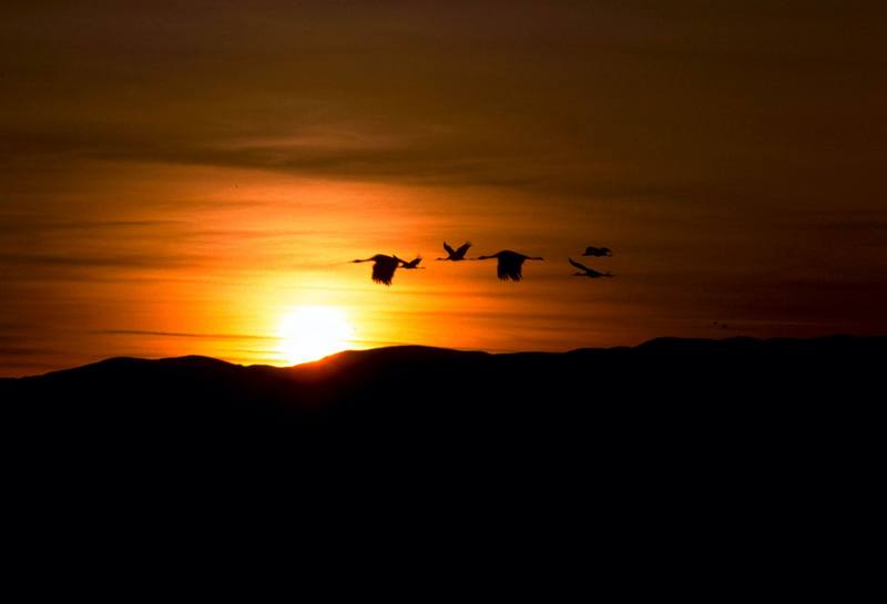 Sandhill Crane group in flight (Grus canadensis) {!--캐나다두루미-->; DISPLAY FULL IMAGE.