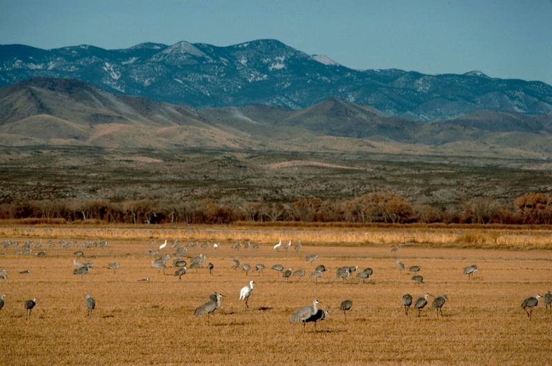 Sandhill Crane flock (Grus canadensis) {!--캐나다두루미-->; DISPLAY FULL IMAGE.