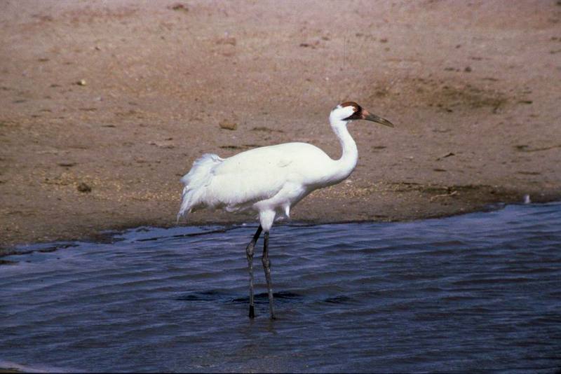 Whooping Crane (Grus americana) {!--아메리카흰두루미-->; DISPLAY FULL IMAGE.