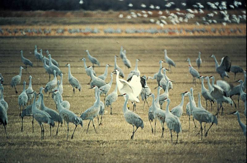 Whooping Crane (Grus americana) {!--아메리카흰두루미-->; DISPLAY FULL IMAGE.