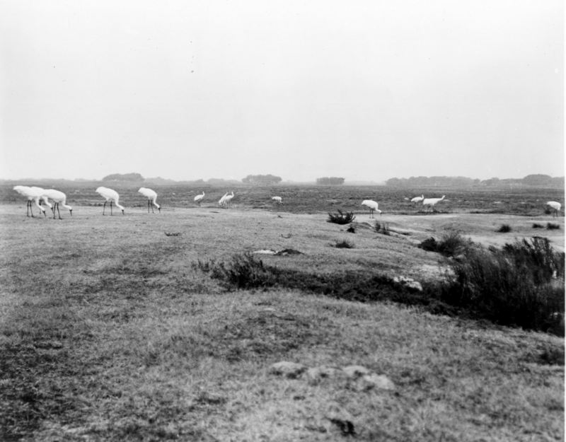 Whooping Crane flock (Grus americana) {!--아메리카흰두루미-->; DISPLAY FULL IMAGE.