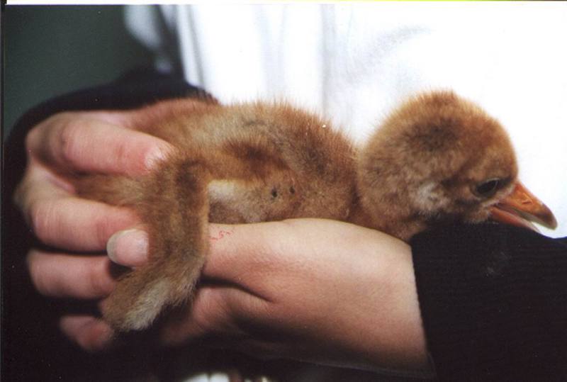 Whooping Crane chick (Grus americana) {!--아메리카흰두루미-->; DISPLAY FULL IMAGE.