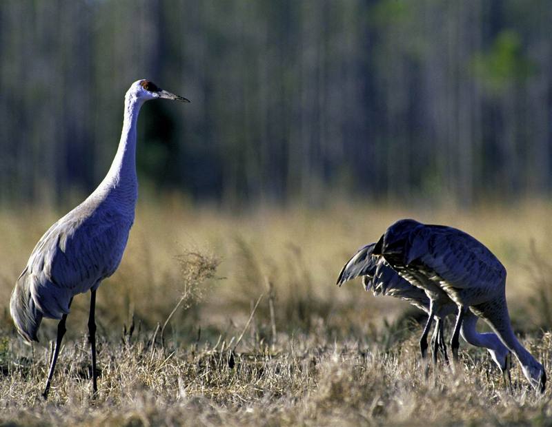 Sandhill Crane (Grus canadensis) {!--캐나다두루미-->; DISPLAY FULL IMAGE.