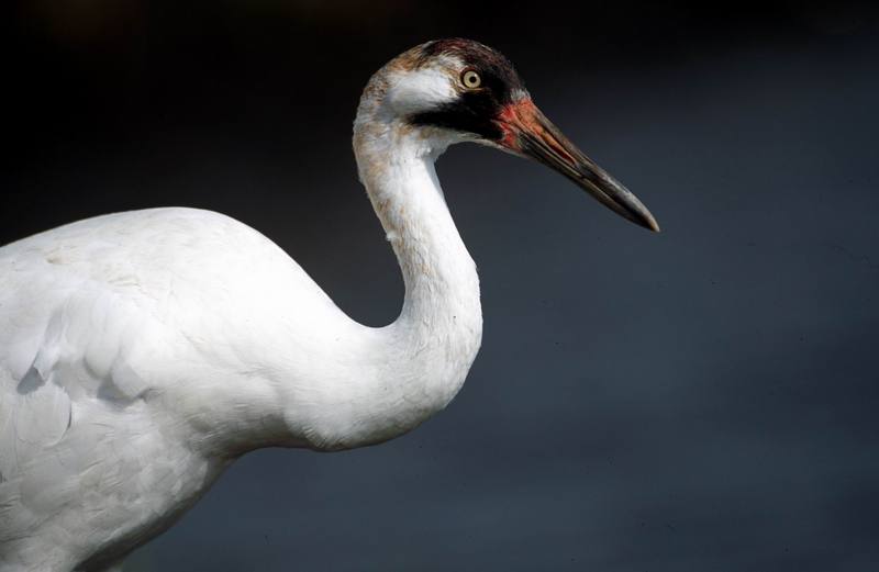 Whooping Crane (Grus americana) {!--아메리카흰두루미-->; DISPLAY FULL IMAGE.