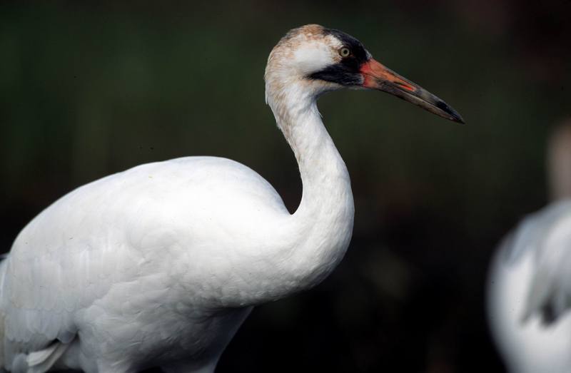 Whooping Crane (Grus americana) {!--아메리카흰두루미-->; DISPLAY FULL IMAGE.