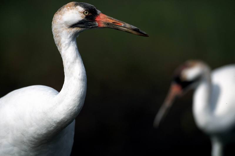 Whooping Crane (Grus americana) {!--아메리카흰두루미-->; DISPLAY FULL IMAGE.