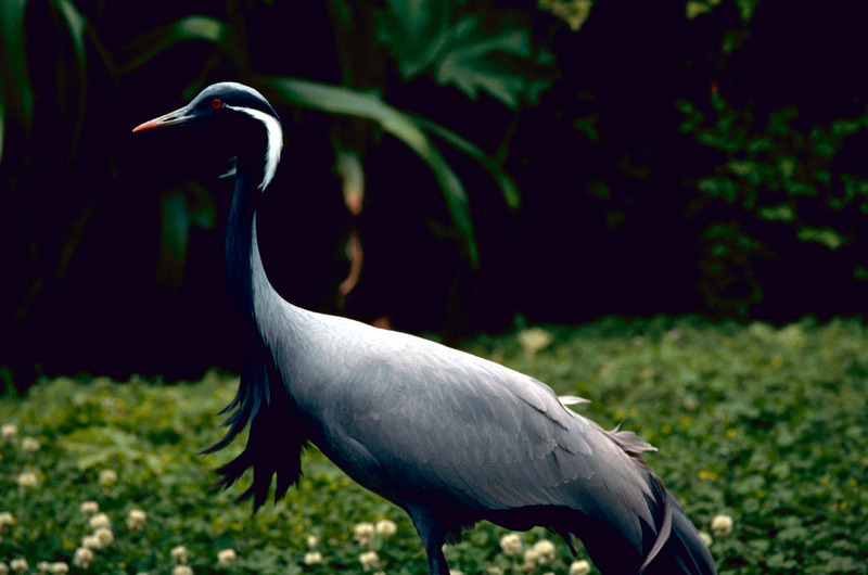 Demoiselle Crane (Anthropoides virgo) {!--쇠재두루미-->; DISPLAY FULL IMAGE.