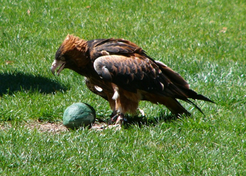 Black-breasted buzzard (Hamirostra melanosternon); DISPLAY FULL IMAGE.