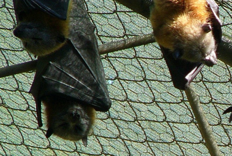 flying fox; DISPLAY FULL IMAGE.