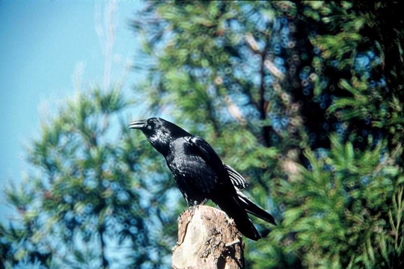 Common Raven (Corvus corax) {!--철새까마귀-->; DISPLAY FULL IMAGE.