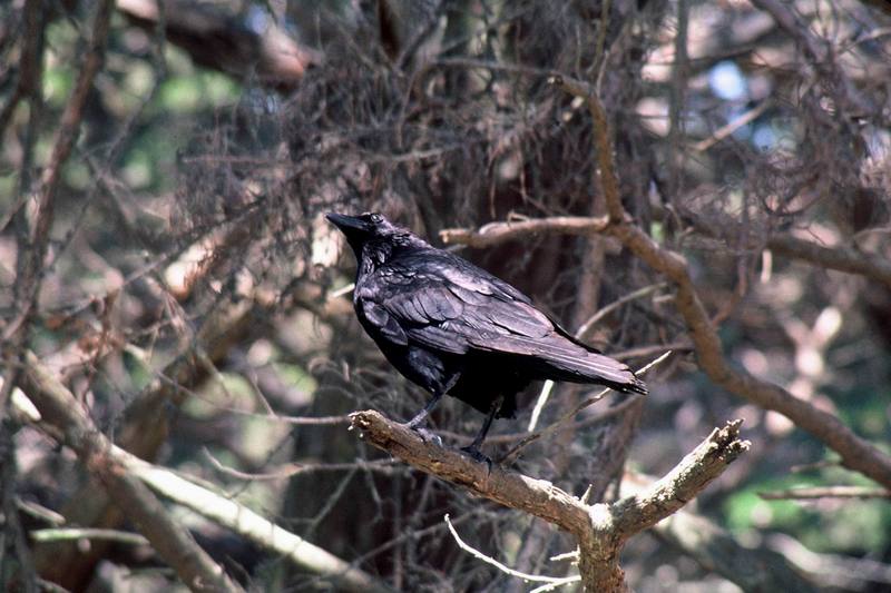 Common Raven (Corvus corax) {!--철새까마귀-->; DISPLAY FULL IMAGE.