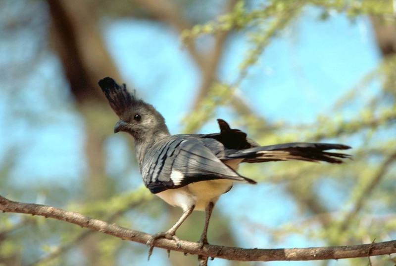 White-bellied Go-away-bird (Corythaixoides leucogaster) {!--흰배도가머리뻐꾸기-->; DISPLAY FULL IMAGE.