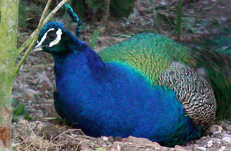 Male Indian Peafowl (Pavo cristatus); DISPLAY FULL IMAGE.