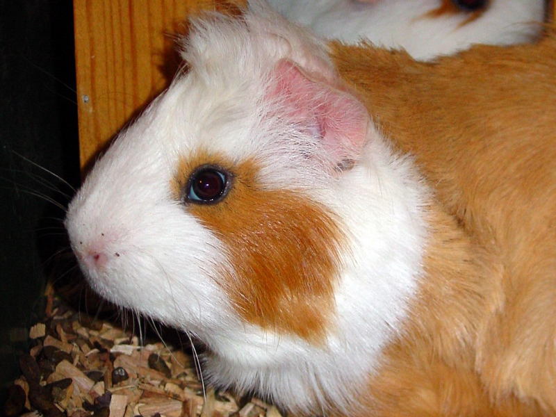 Guinea Pig 3; DISPLAY FULL IMAGE.