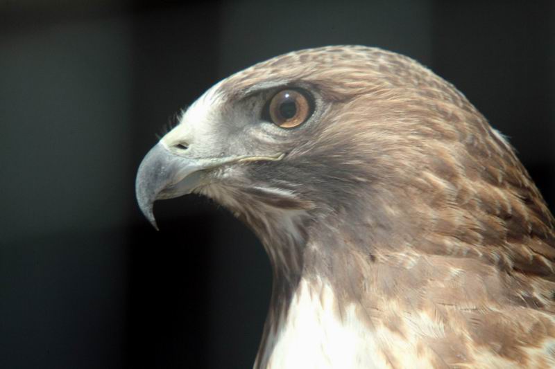 Red-tailed Hawk (Buteo jamaicensis) {!--붉은꼬리매-->; DISPLAY FULL IMAGE.