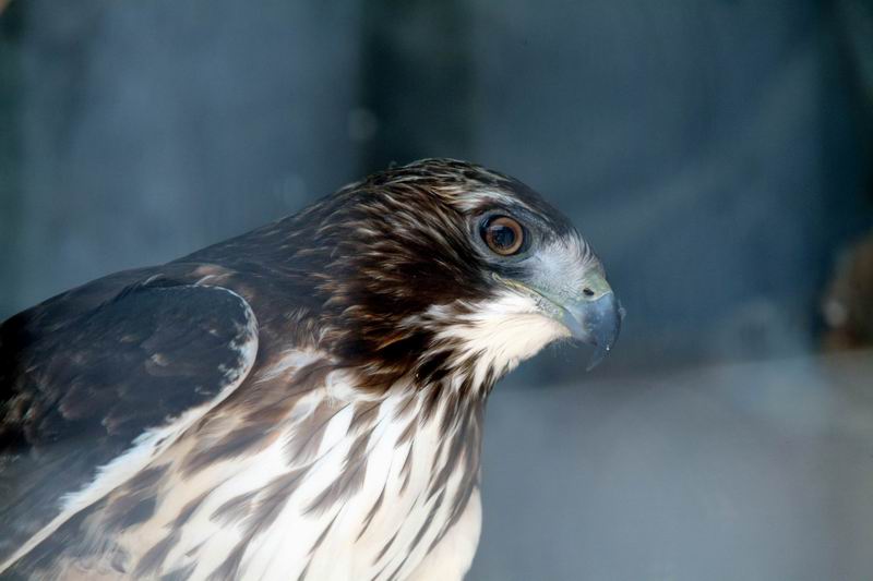 Red-tailed Hawk (Buteo jamaicensis) {!--붉은꼬리매-->; DISPLAY FULL IMAGE.