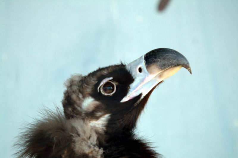Cinereous Vulture (Aegypius monachus) {!--독수리-->; DISPLAY FULL IMAGE.