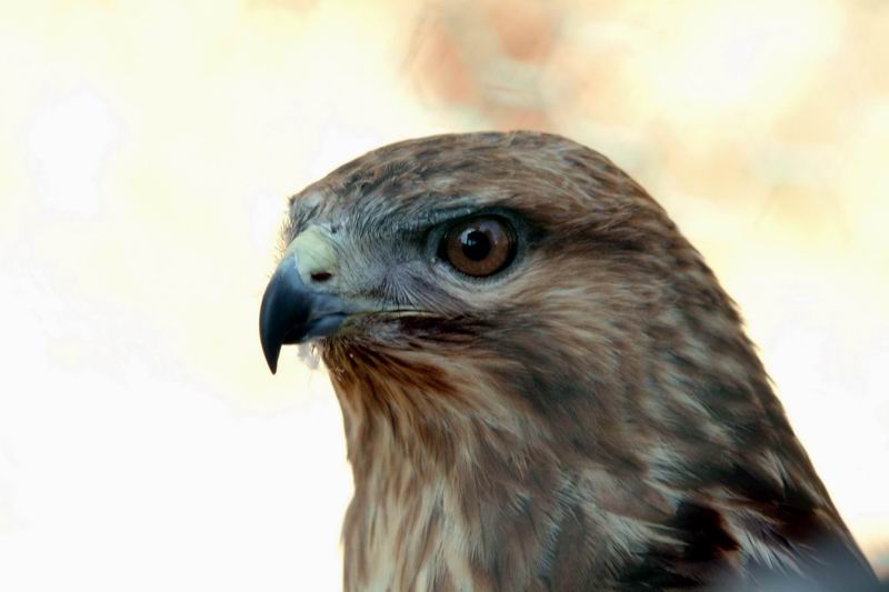 Common Buzzard (Buteo buteo japonicus) {!--말똥가리-->; DISPLAY FULL IMAGE.