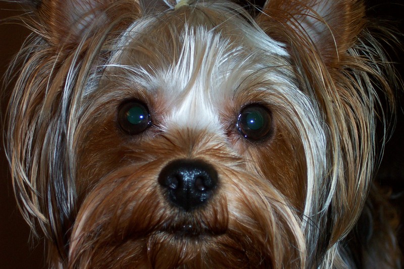 Yorkie; DISPLAY FULL IMAGE.