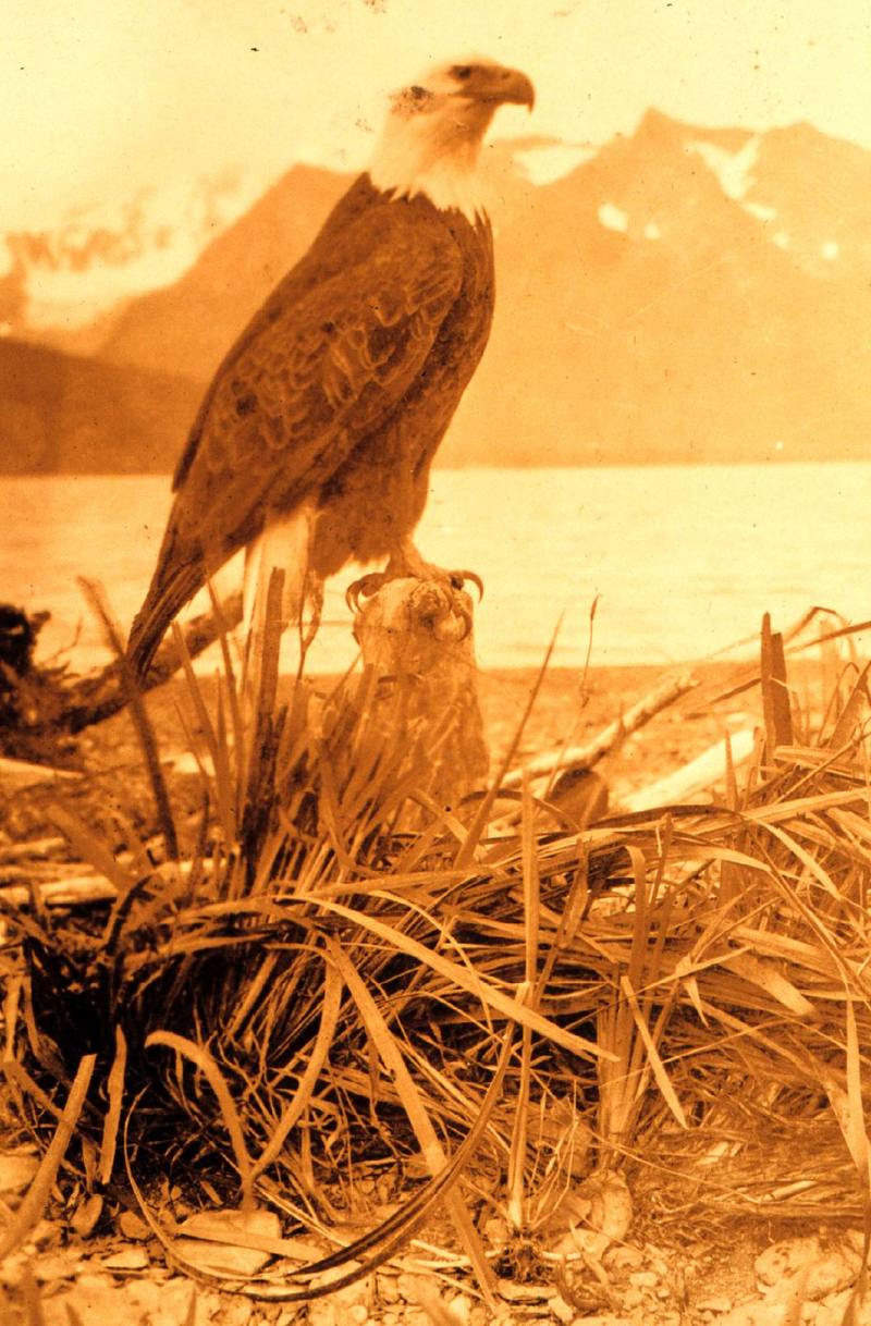 Bald Eagle (Haliaeetus leucocephalus){!--흰머리수리-->; DISPLAY FULL IMAGE.