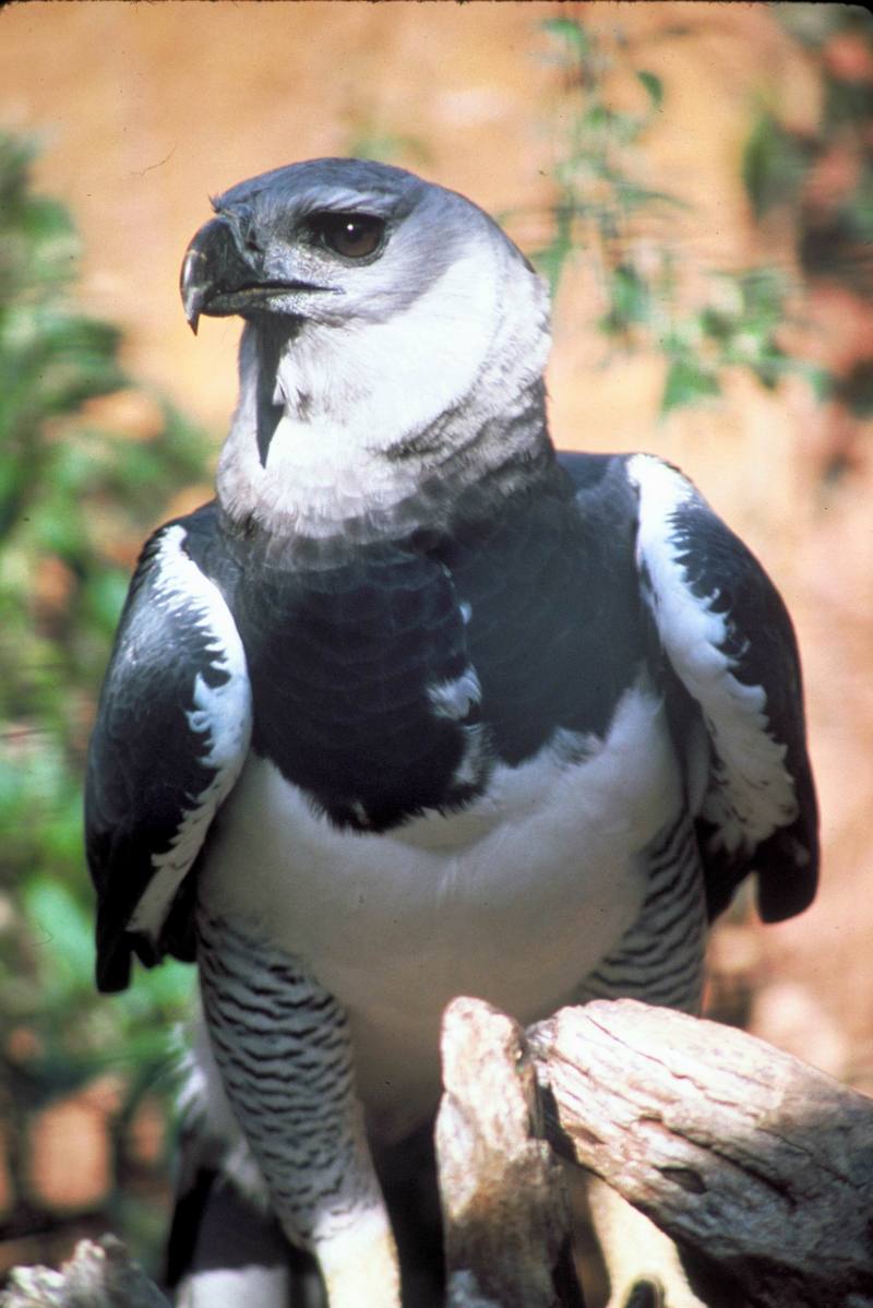 Harpy Eagle (Harpia harpyja){!--부채머리수리-->; DISPLAY FULL IMAGE.