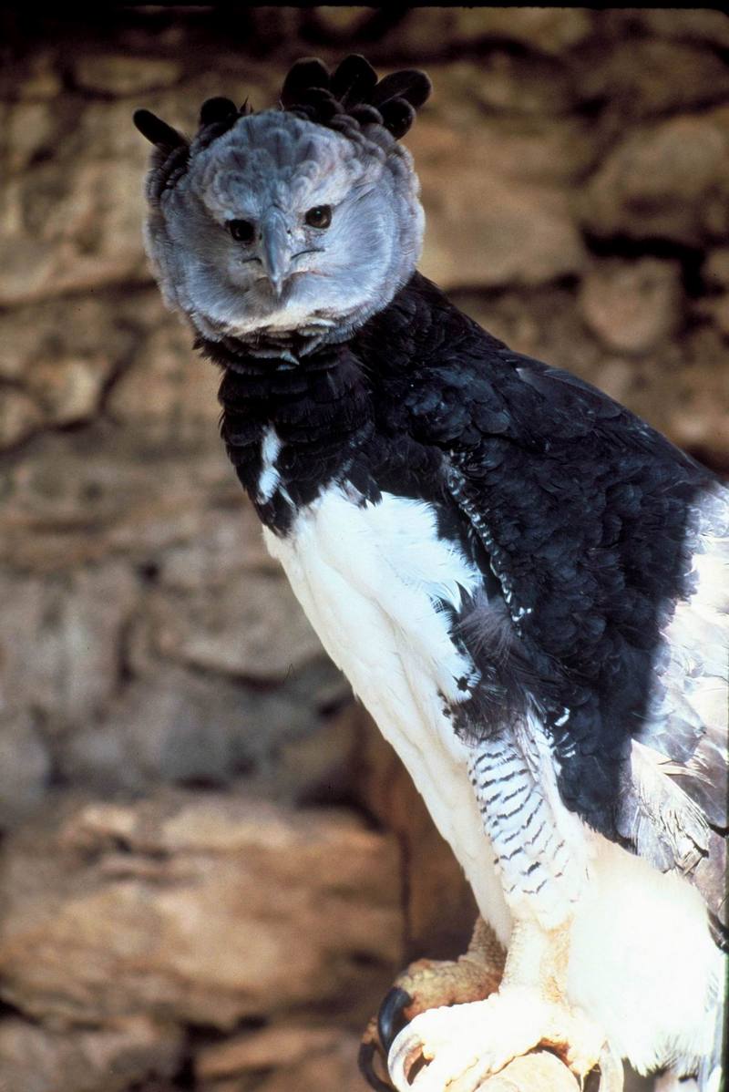 Harpy Eagle (Harpia harpyja){!--부채머리수리-->; DISPLAY FULL IMAGE.