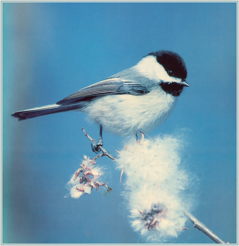 [Richardson Scan] Snaps'n Shots - Black-capped Chickadee; DISPLAY FULL IMAGE.