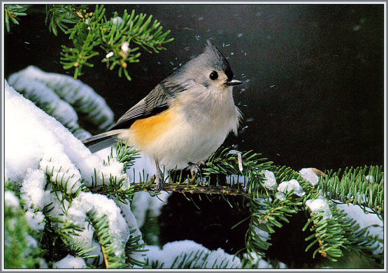 [Richardson Scan] Snaps'n Shots - Day Richard - Tufted Titmouse; DISPLAY FULL IMAGE.