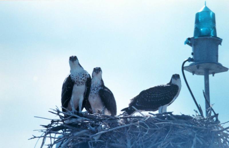 Ospreys on nest (Pandion haliaetus) {!--물수리-->; DISPLAY FULL IMAGE.